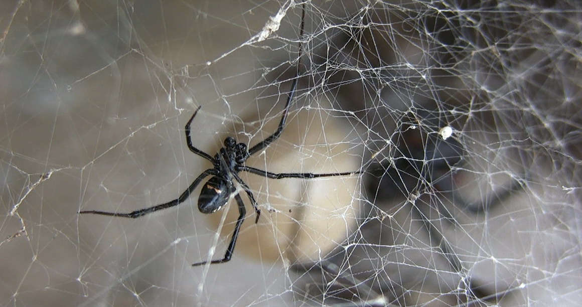 Latrodectus tredecimguttatus - S. Giovanni Rotondo (FG)